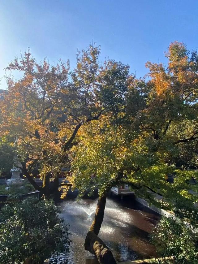 鼓山“枫”景太美啦！详细打卡点位戳→