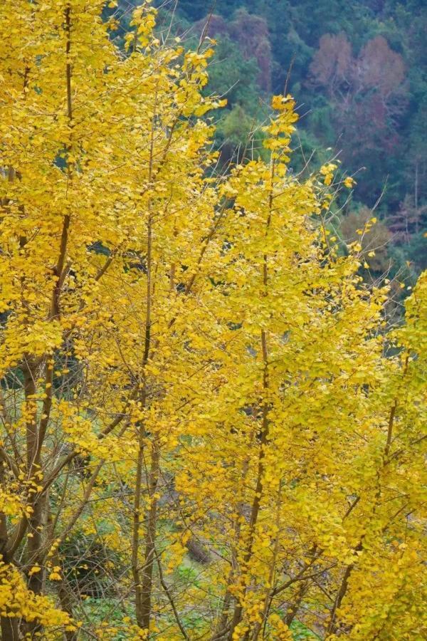 醉美秋色！福州鼓岭迎来“颜值巅峰”期！