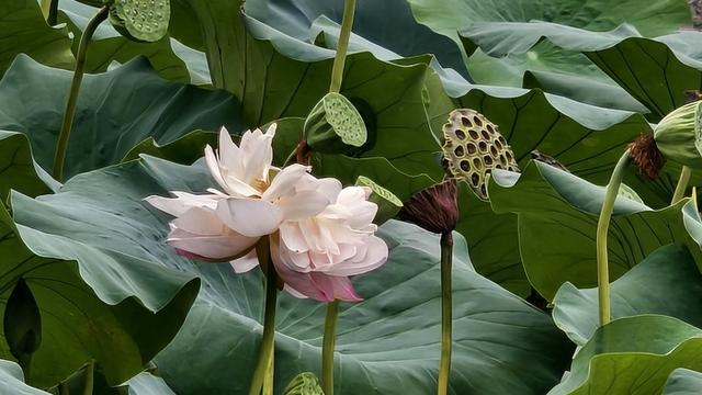 重庆游客来济游玩遇见大明湖并蒂莲，盛赞泉城之美