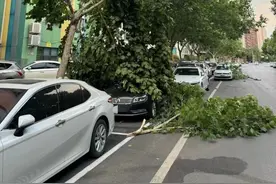 河南昨日狂风起，车辆受损怎么办？图片