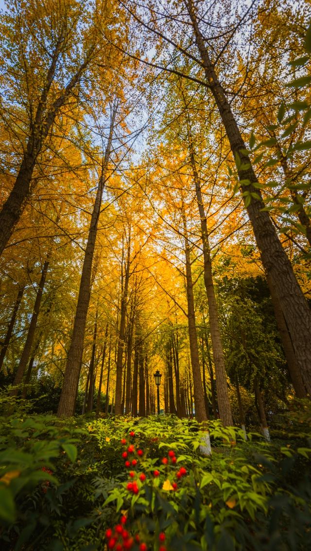 深秋郑州文博广场：600株银杏绘就“金色画卷” 邂逅浪漫秋韵