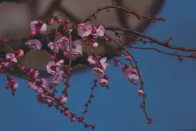 杨汤琛：抒情的秘术及其风度——冯娜诗歌论图片