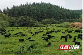 岳阳平江：引领“新食尚”，不断增厚“绿色”家底图片