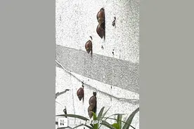 福州一公园公厕墙壁现一群大蜗牛，相关单位已及时处理图片