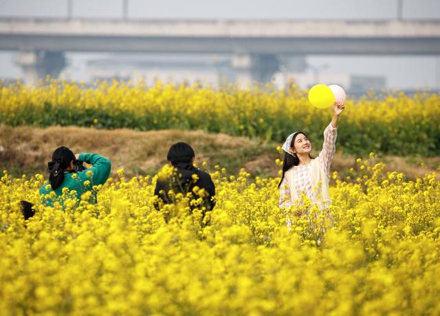 油菜花冬日“抢跑”，花海大片可以整起来了
