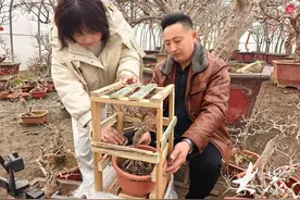 一盆高达20余万元！夫妻档玩转石榴盆景图片