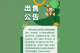 武汉一公园出售20只猴子，单价3000元起，园方：场地有限才出售，会象征性收点钱图片