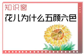 ​知识窗丨花儿为什么五颜六色？图片