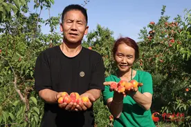 临泽：杏子成熟枝头俏 果农增收笑开颜图片