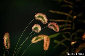 华山湖“湖”拍|夕阳下的狗尾巴草图片