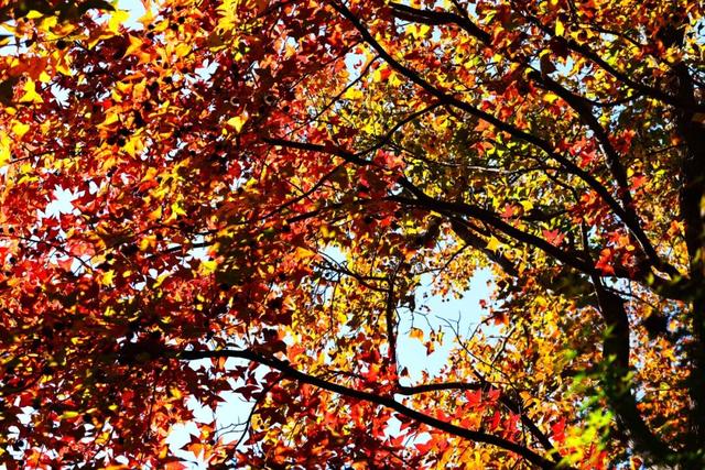 秋日美学暴击！正是赤橙黄绿时~