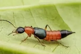 隐翅虫进入活跃期，被称为“飞行的硫酸”，别拍打！图片