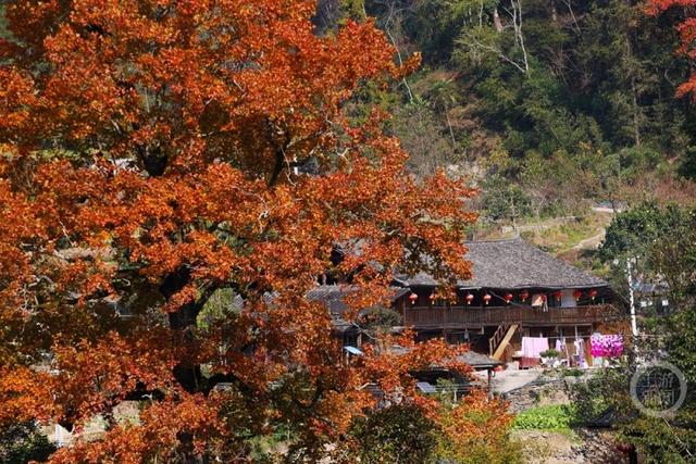 土家古枫寨 斑斓冬景美