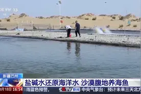 沙漠里可以养海鲜？原来秘诀在这里图片