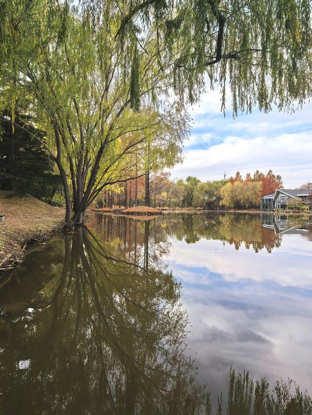 闯入秋日油画！紫玉公园红树林的天鹅舞会正在上演