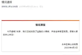全网通缉的“在逃熊”找到了！图片