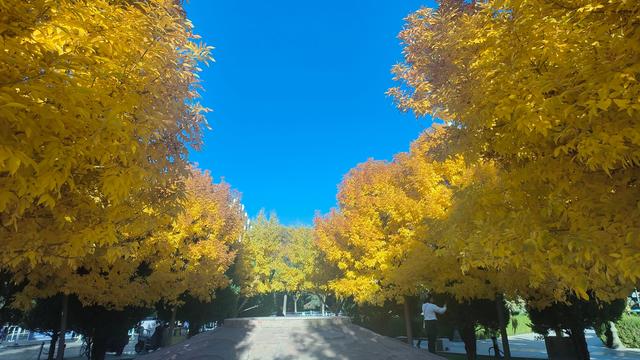 甘州区城市管理局：醉美金秋！中心广场银杏树成市民打卡新地标