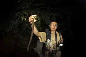 成都常见蛇类有毒吗？与蛇“偶遇”怎么办？两爬研究者“蛇年说蛇”图片