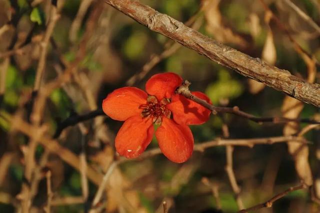 四季流转，青浦这座公园的颜值从来不掉线！