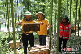 大化县七百弄乡戈从村发展中蜂养殖 壮大村集体经济图片