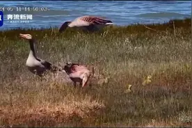 敦煌阳关湿地灰雁宝宝出窝！图片