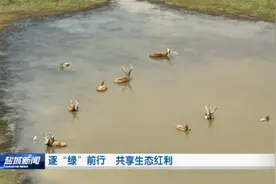 走进盐城丨江苏盐城：逐“绿”而行，擦亮生态高质量发展“新”底色图片