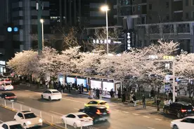 武汉最美樱花车站走红：天桥站满拍照游客，有女生带10多套衣服前来拍照图片