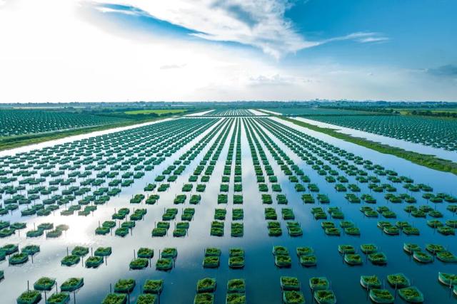 宝藏仙桃，太“鲜”啦！（采风招募）