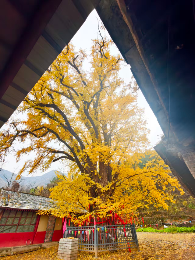 满院金黄！门头沟广化寺千年银杏引游人打卡