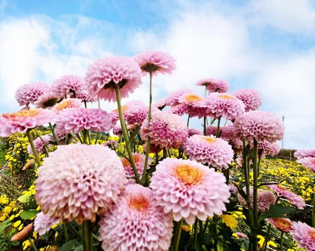 去安顺，赴赏菊之约！