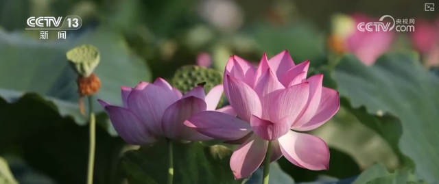 “凉爽+产业”拉动消费“花”样翻新，“荷”你相遇让老产业焕发新活力