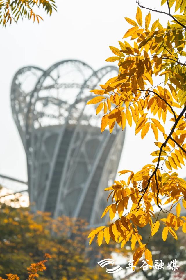 橙黄橘绿时 武汉经开区斑斓如画