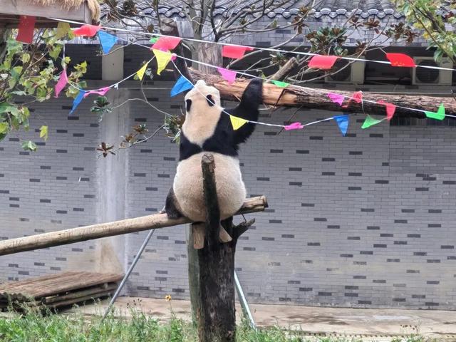 国庆中秋假期 华蓥山大熊猫苑持续火爆