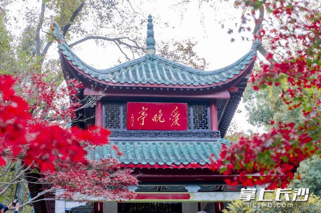 爱晚亭枫叶进入全盛期！游客沉醉“枫”景丨组图