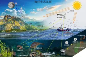 海洋科普 | 什么是海洋生态系统？有哪些值得我们关注的典型呢？图片