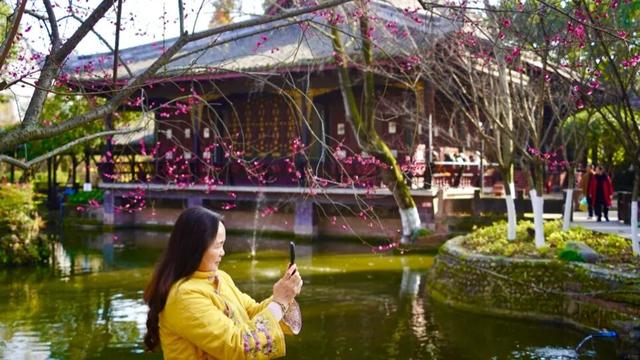 新都桂湖今冬第一株红梅开放