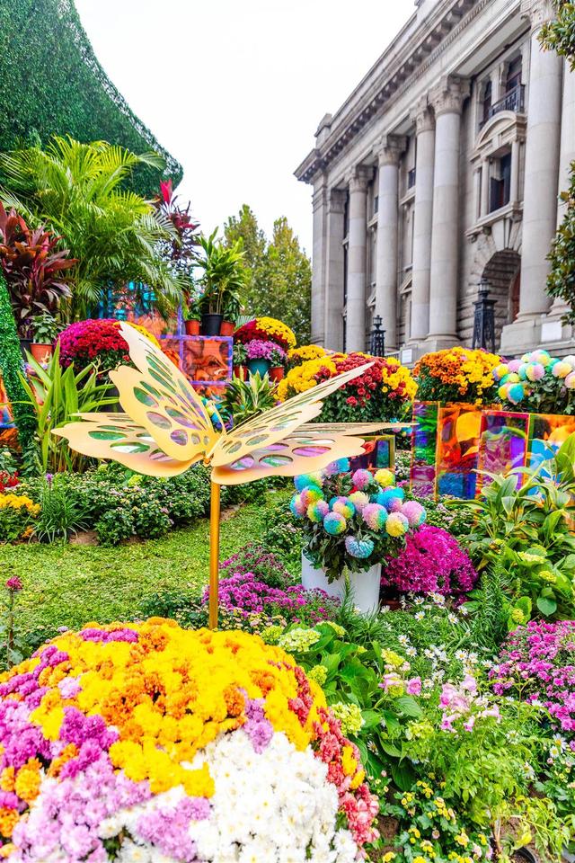 来打卡吧！江汉关前，万盆秋菊演绎“时尚绽放”