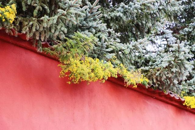 五台山的秋天，太治愈了！