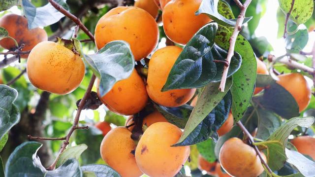 云新闻关注丨诗意旅居，云岭初冬氛围感超绝！