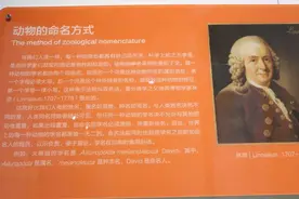给新发现的物种命名，科学家能有多随性？图片