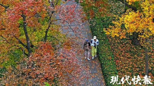 立冬遇秋浓，Citywalk解锁南京斑斓色