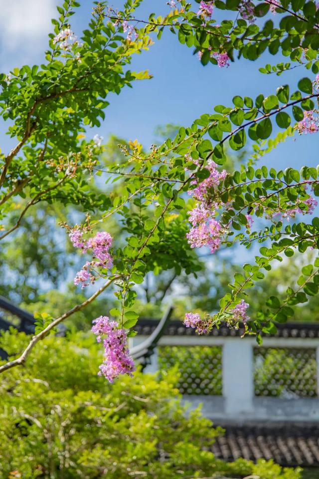 紫薇花盛放！上海这个古典园林盛夏满庭芳→