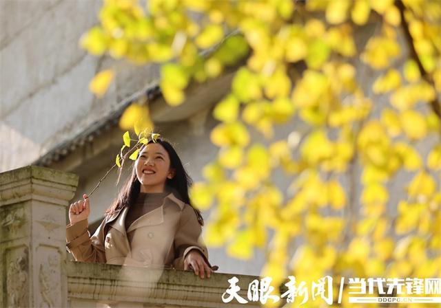 正安:初冬银杏“换装”引客来