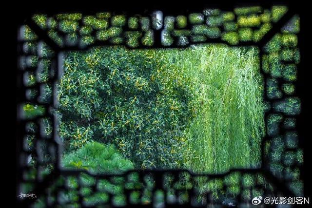 秦淮花事 | 秋日限定！在秦淮，与一场桂花雨不期而遇→