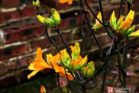 福州掀起杜鹃赏花热图片