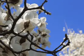 刷屏！海淀这个玉兰秘境，藏在皇家行宫里图片