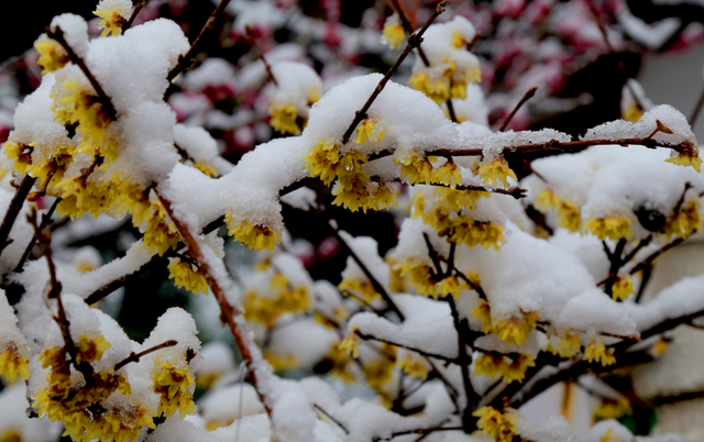 梅雪相映绘就诗意画卷！济南红叶谷梅花进入最佳观赏期