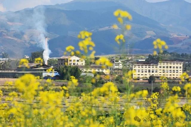 澜沧上允镇：春意渐浓 油菜花开赏花正当时