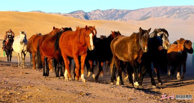 雪映祁连风光壮美  骏马踏尘牧歌悠扬  冬日山丹马场满目皆景