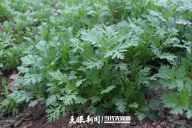 七星关大棚绿意浓  秋冬“菜篮子”有保障图片